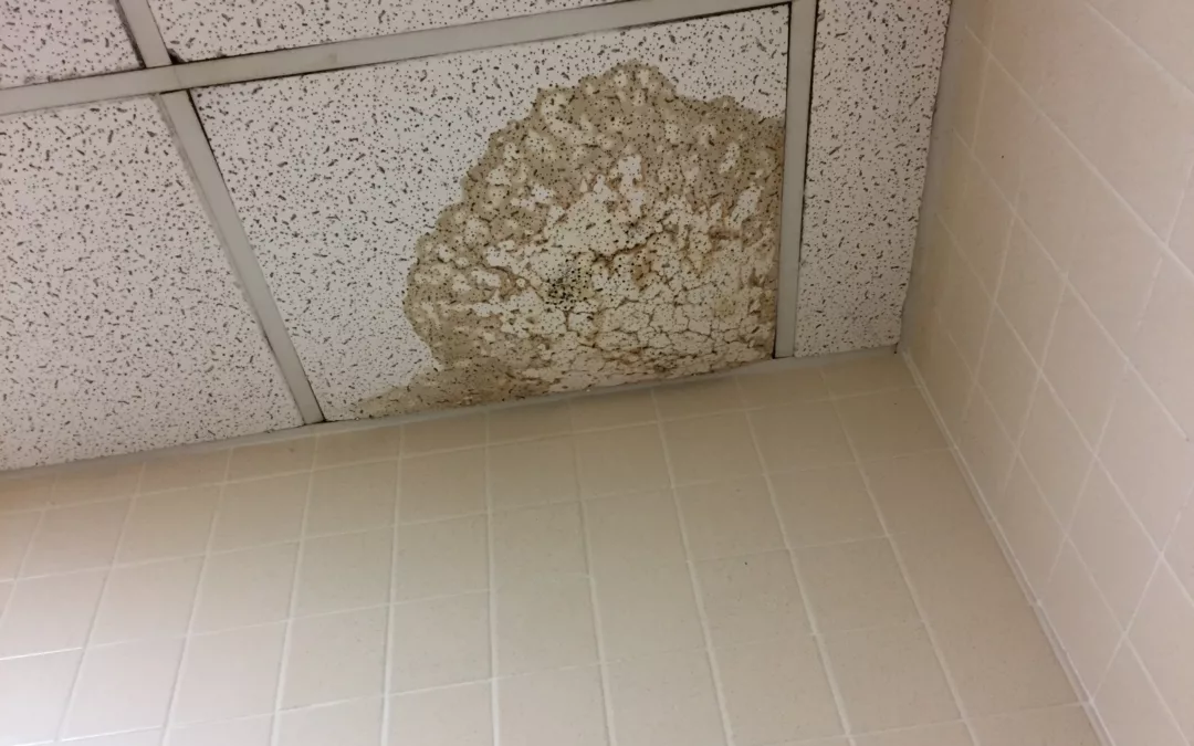 Dangers of Mold after Water Damage