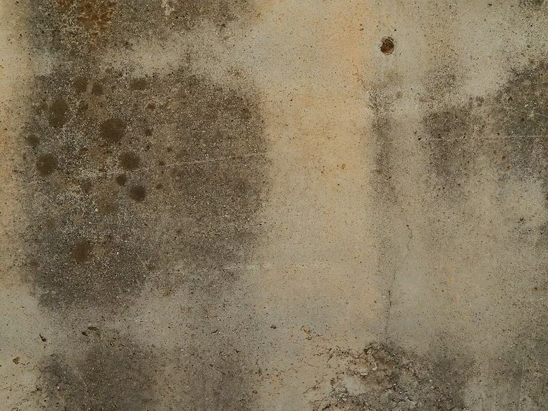 ways to get rid of black mold