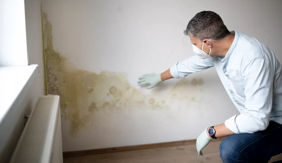 Mold Testing: Methods and Importance in Detection
