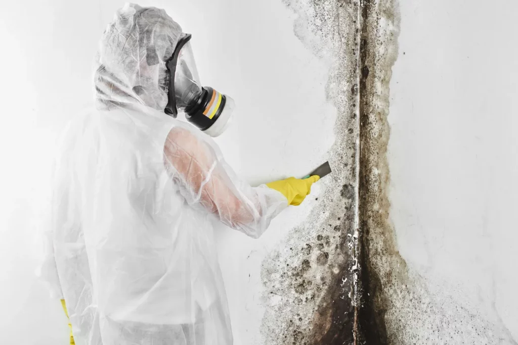 mold cleanup and restoration services