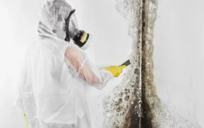 Mold Cleanup and Restoration Services in Ventura, CA: How 805 Property Restoration Can Help